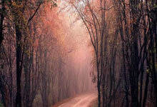 悟空体育：国足对手沙特队无缘海湾杯决赛 伊万看直播做足笔记.